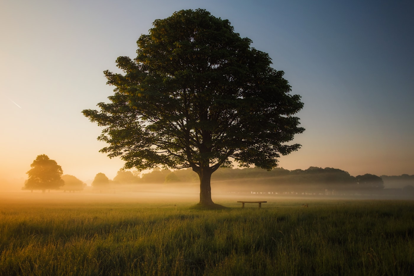 Sunrise over a calm landscape with a single tree symbolizing endurance and hope