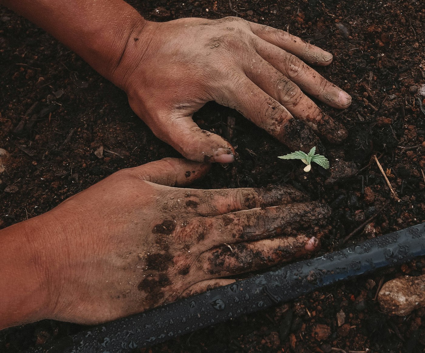 Hands planting a small green seedling in soil symbolizing growth and fresh starts
